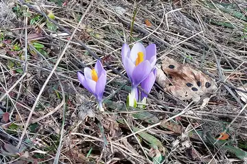 Бекови скали - 5