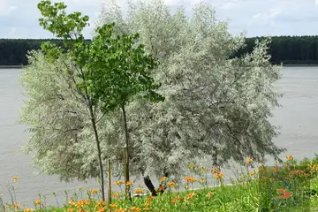 Дунавски парк – Силистра - 3