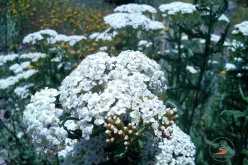 Връх Карандила – панорамни поляни - 5