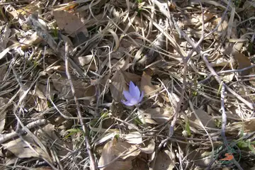 Връх Карандила – панорамни поляни - 6