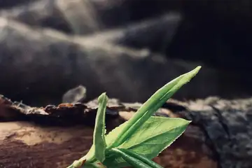 Шуменско плато – Кьошковете (разходка и гледк - 1