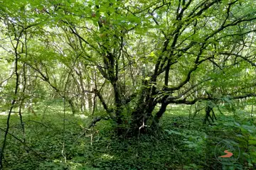 Шуменско плато – Кьошковете (разходка и гледк - 3