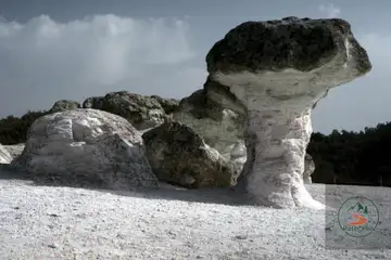 Каменни гъби - 6