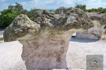 Каменни гъби - 7